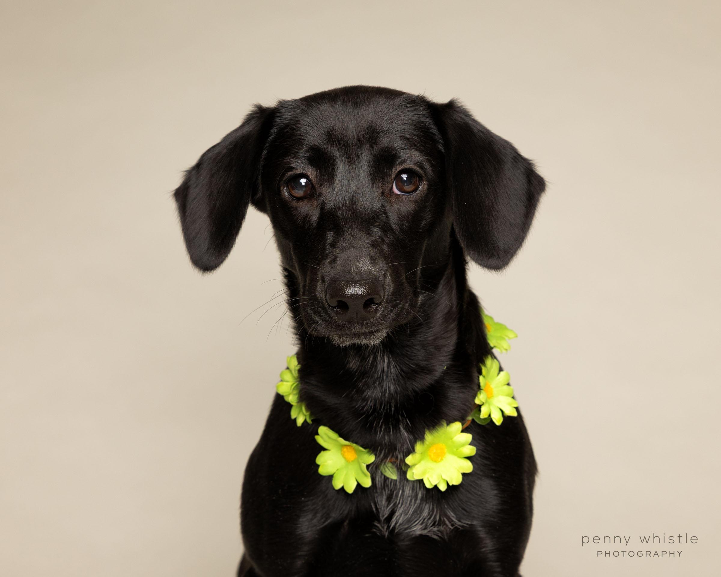 Reagan, Adoptable, Young Female Beagle & Terrier.