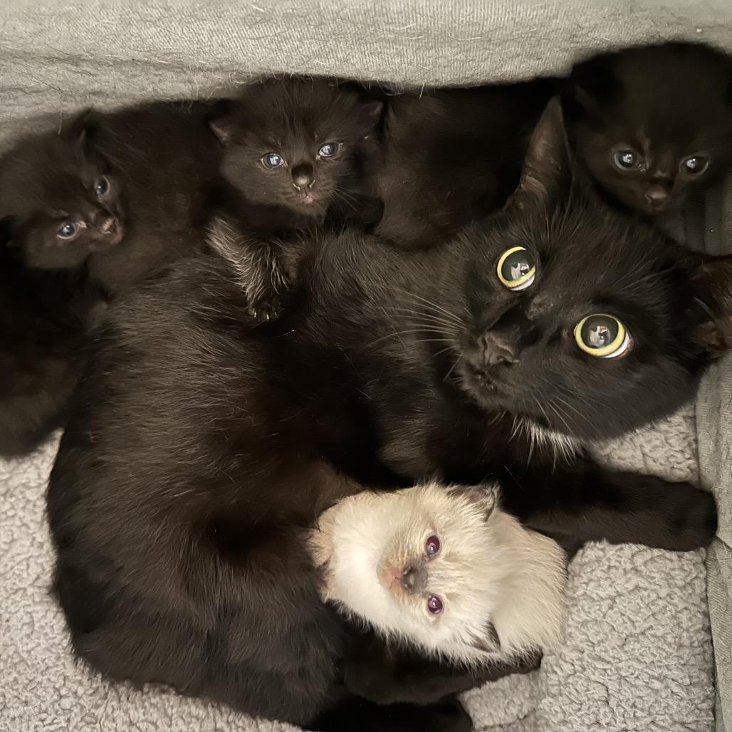 Bunny, Adoptable, Adult Female Domestic Short Hair.