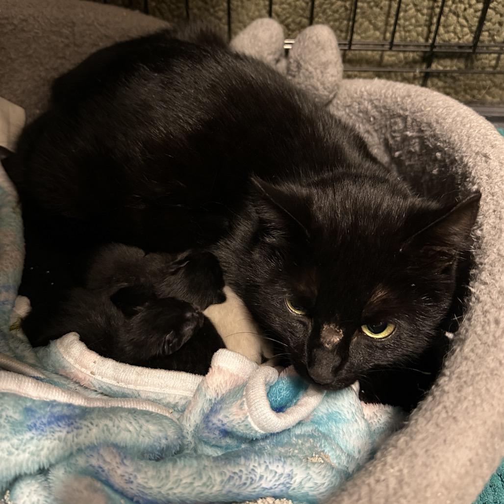 Enlarge Bunny, a Adoptable Domestic Short Hair in Middleburg Heights , OH image 3/6