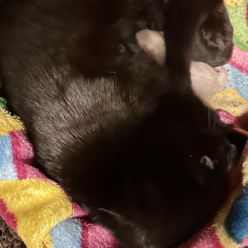 Enlarge Bunny, a Adoptable Domestic Short Hair in Middleburg Heights , OH image 4/6