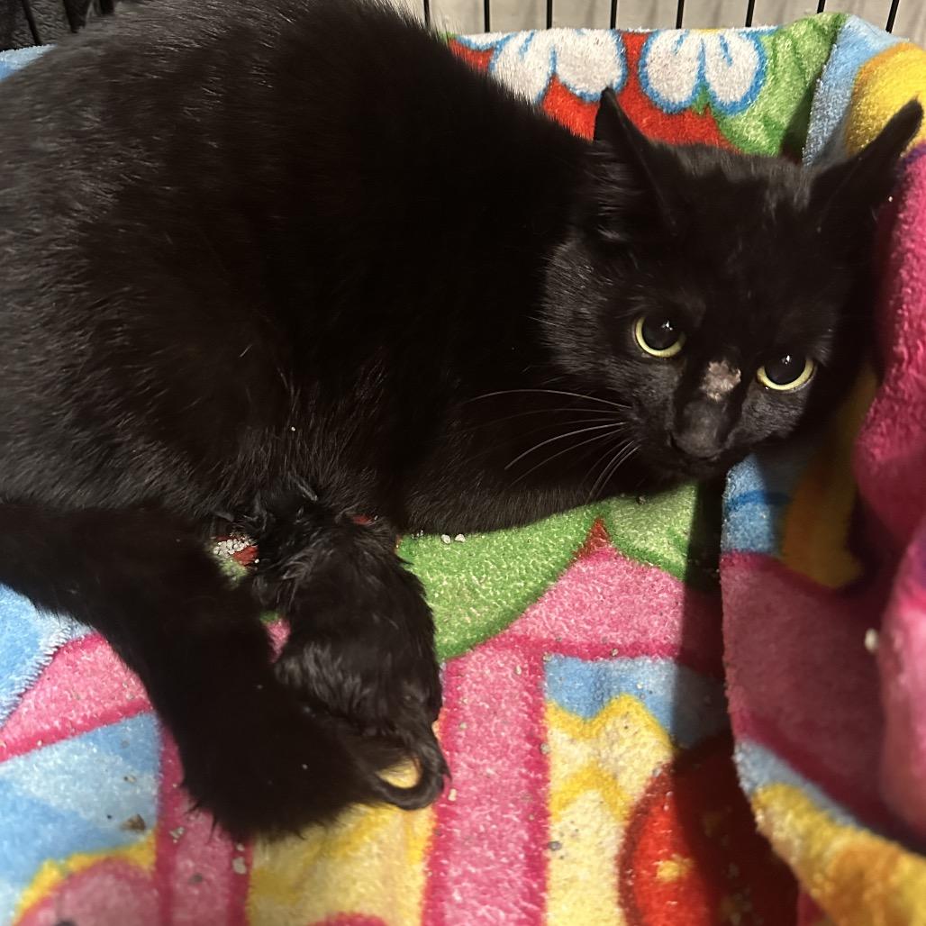 Enlarge Bunny, a Adoptable Domestic Short Hair in Middleburg Heights , OH image 5/6