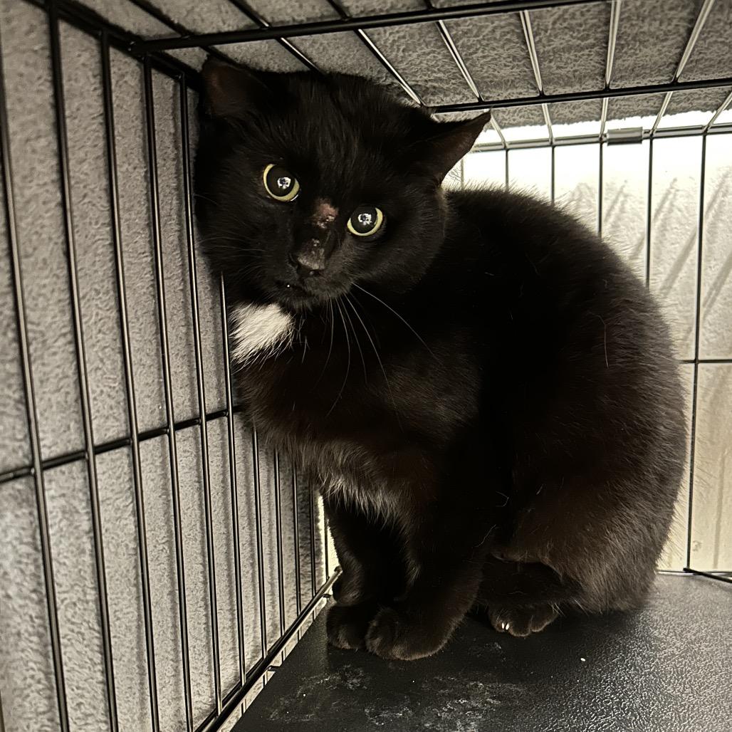 Enlarge Bunny, a Adoptable Domestic Short Hair in Middleburg Heights , OH image 6/6