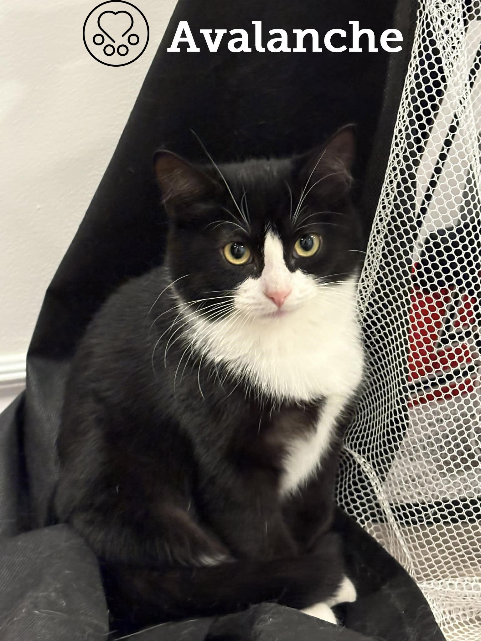 Enlarge Avalanche, a ADOPTABLE Domestic Short Hair in Anjou, QC image 1/1