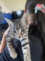 Linguini, an adoptable Domestic Short Hair in El Reno, OK, 73036 | Photo Image 1