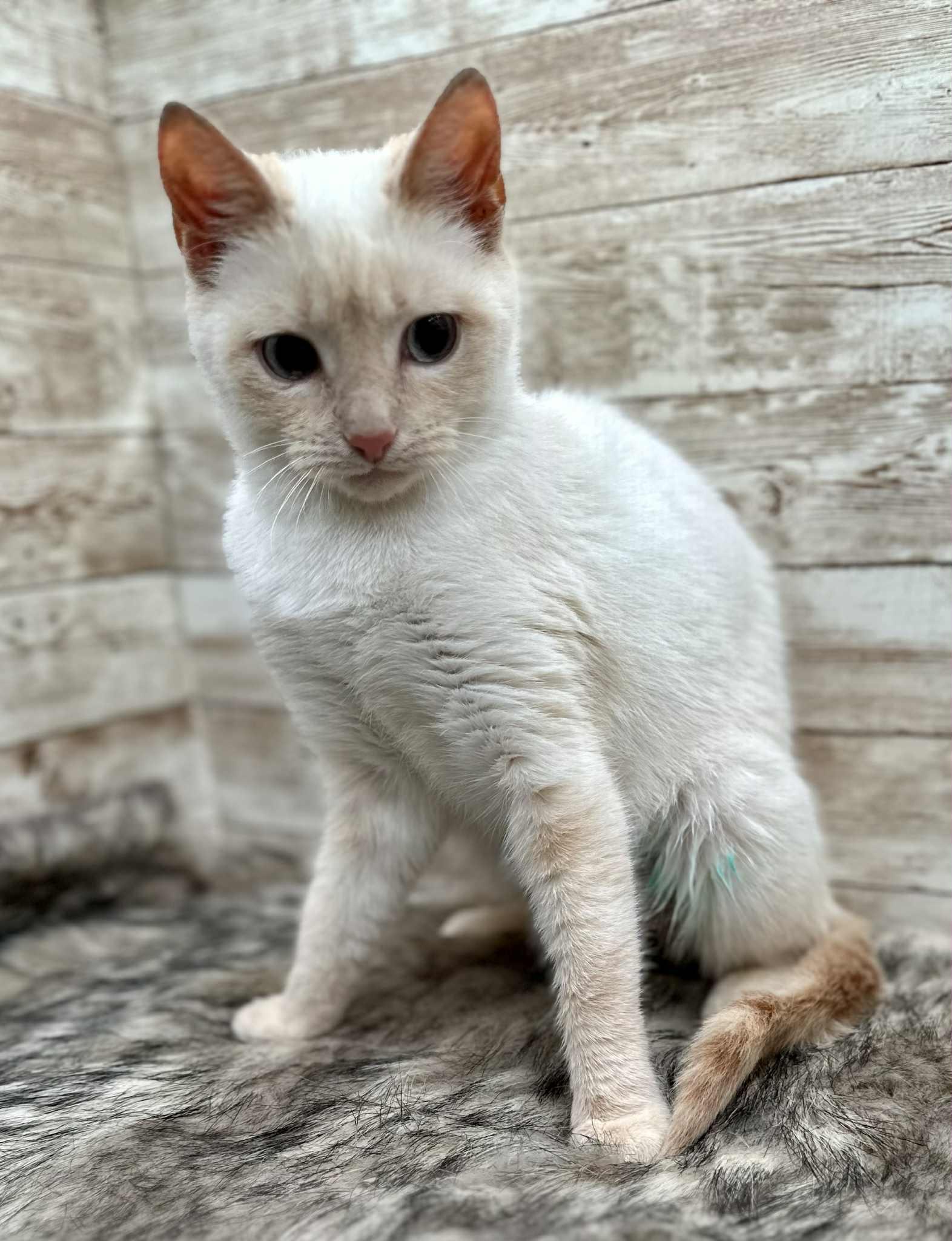 Delilah, ADOPTABLE, Young Female Siamese.