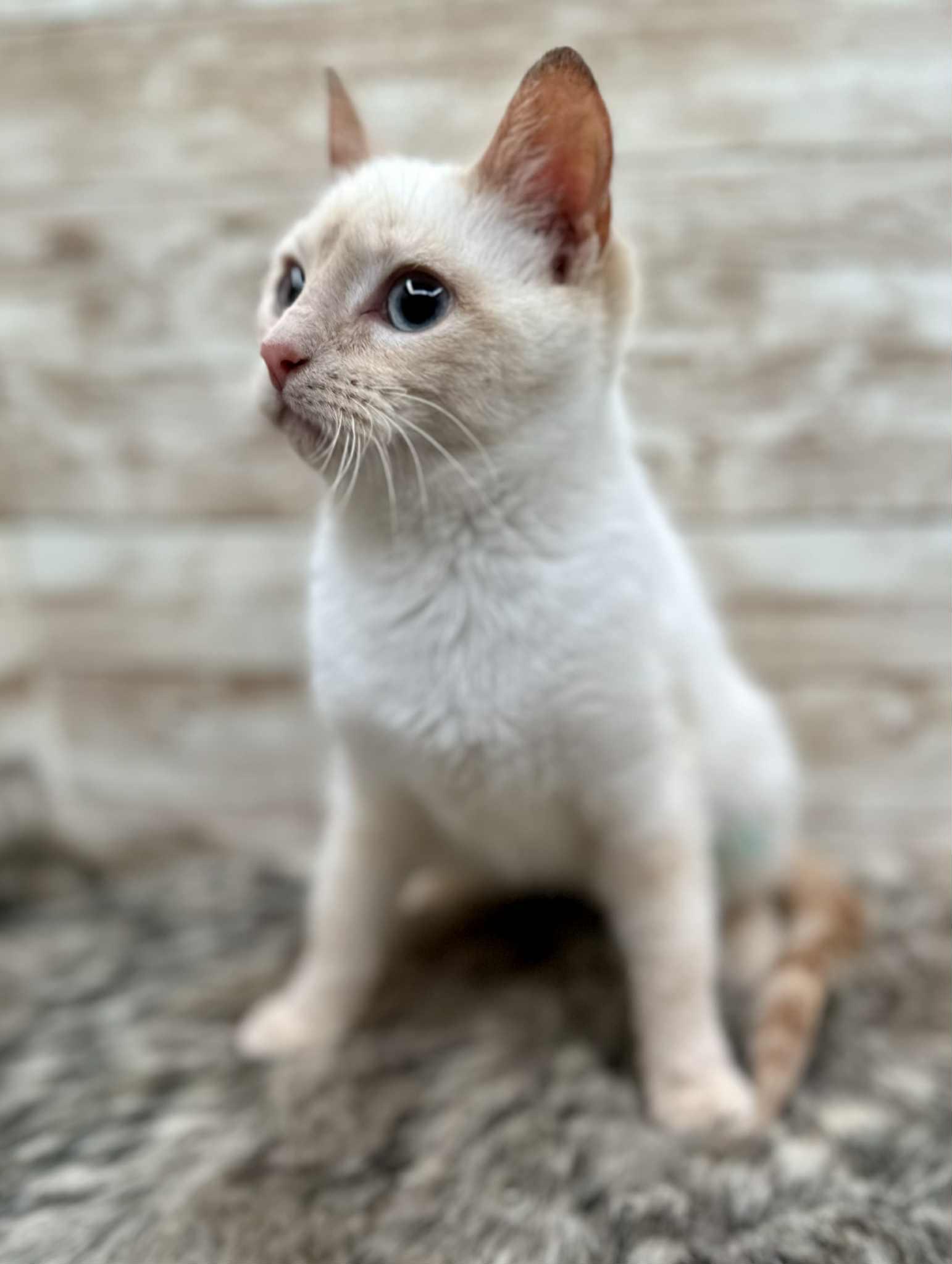 Enlarge Delilah, a ADOPTABLE Siamese in Lexington, KY image 2/4