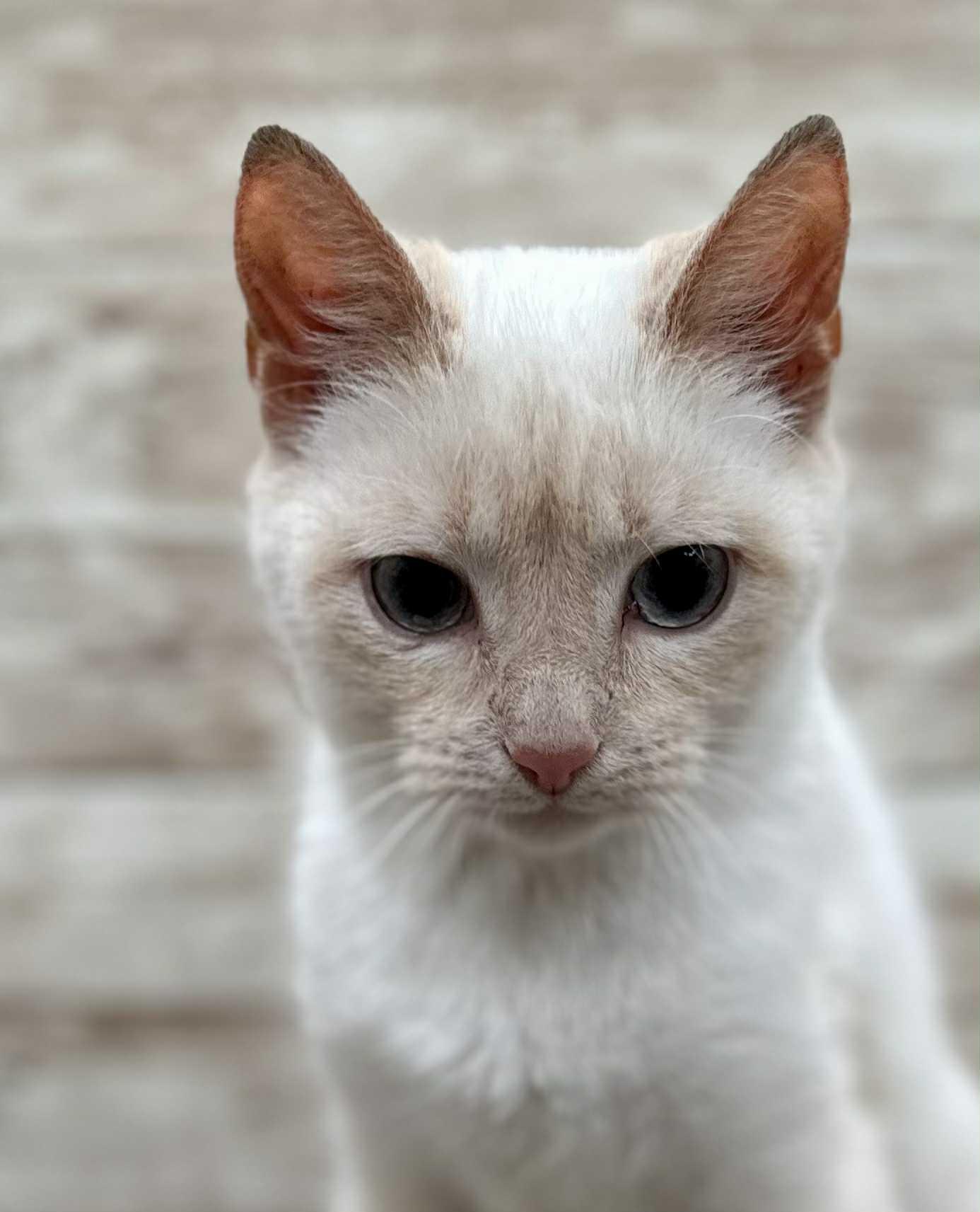 Enlarge Delilah, a ADOPTABLE Siamese in Lexington, KY image 4/4