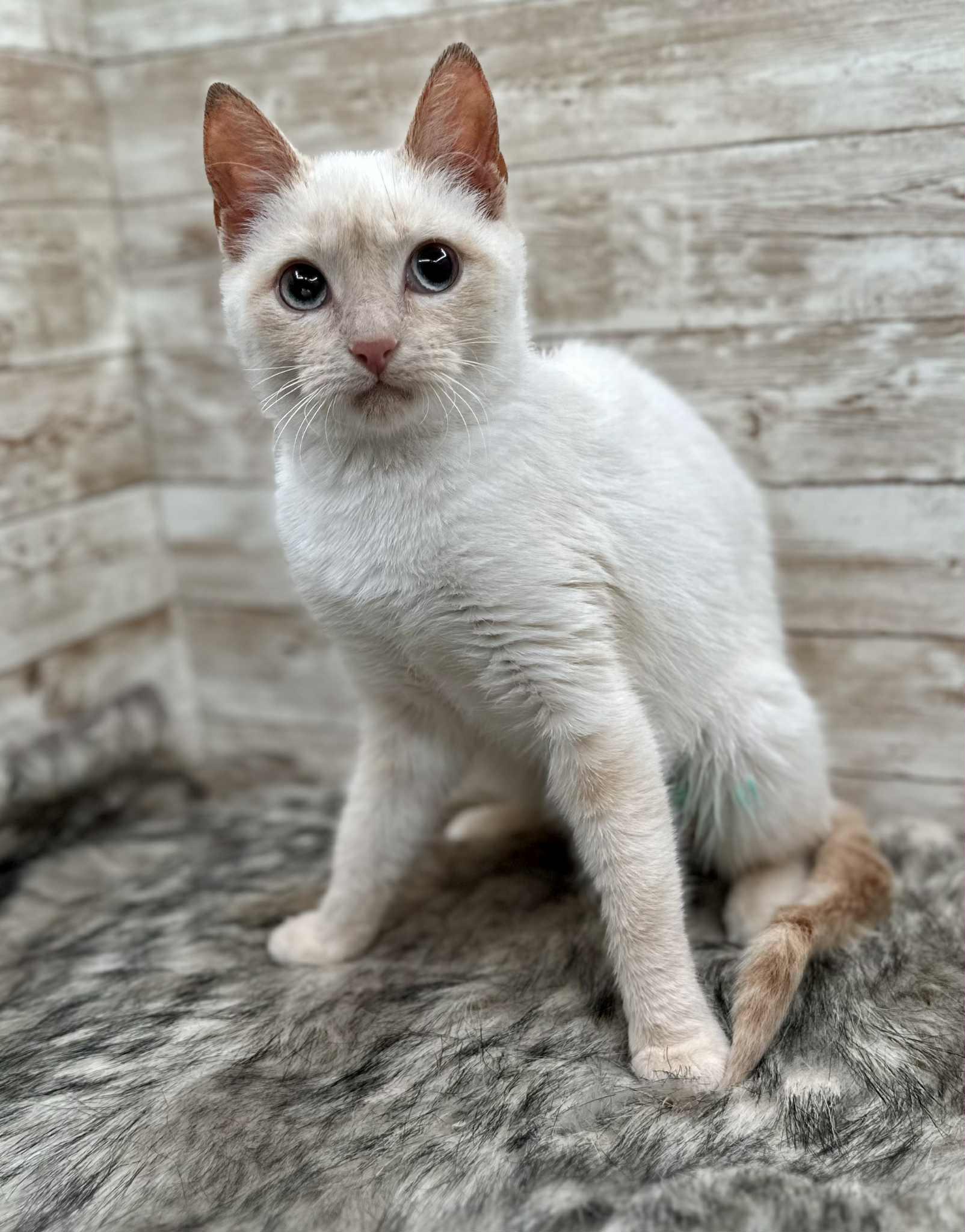 Enlarge Delilah, a ADOPTABLE Siamese in Lexington, KY image 3/4