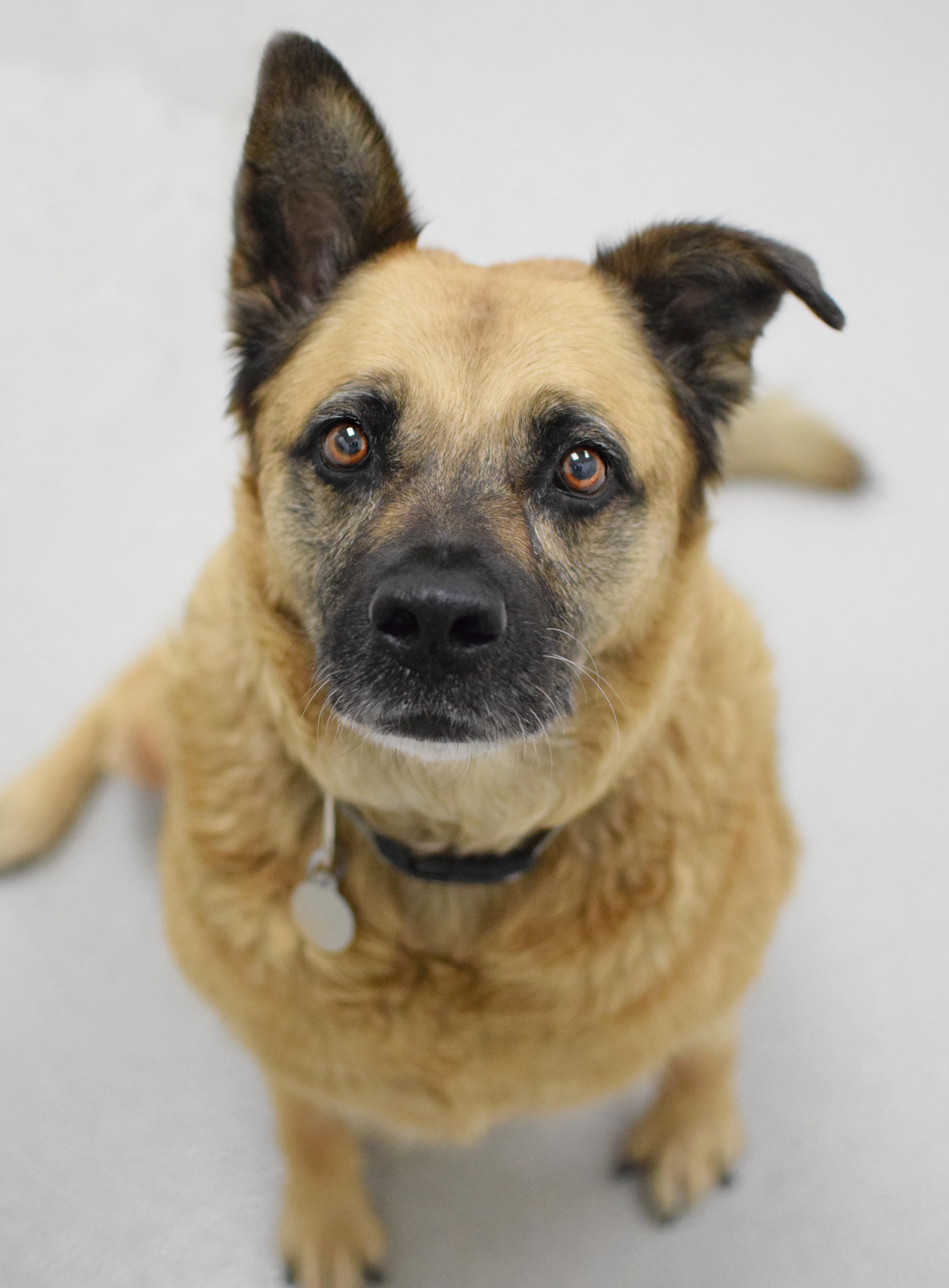 Bianca, Adopted, Adult Female German Shepherd Dog.