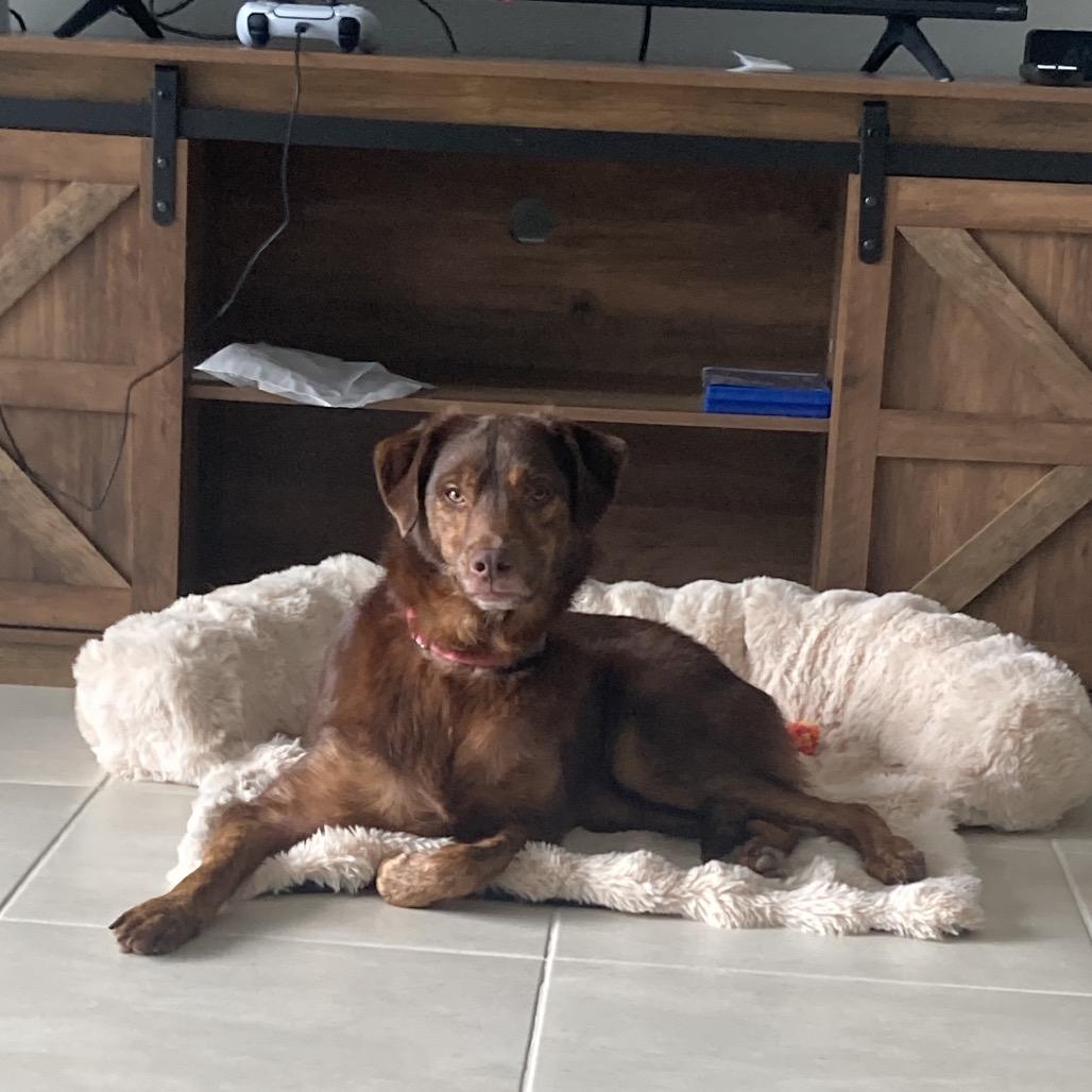 Otter Pop, Adoptable, Adult Male Mixed Breed.