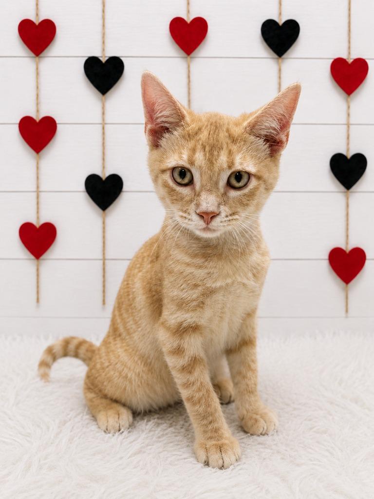 Dougie, Adoptable, Kitten Male Domestic Short Hair.
