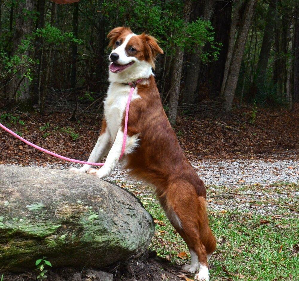 Ruby, Adoptable, Young Female Australian Shepherd.