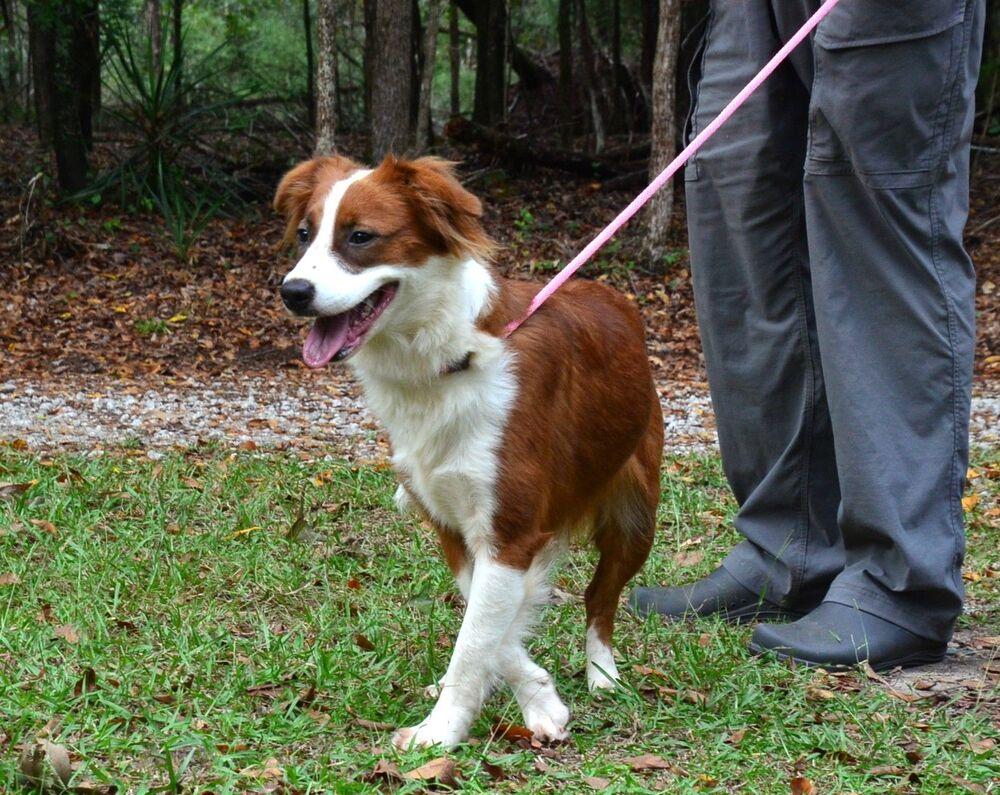 Enlarge Ruby, a Adoptable mixed breed in Willingboro, NJ image 2/6
