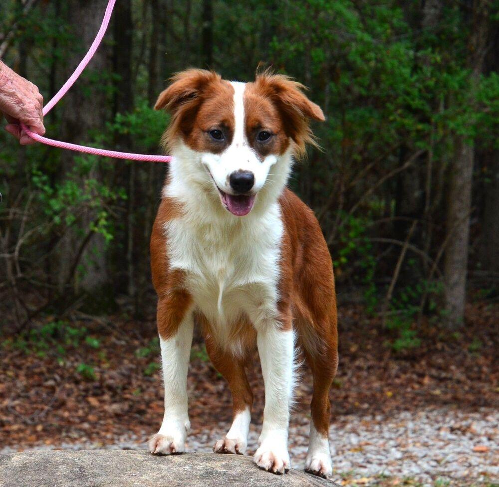 Enlarge Ruby, a Adoptable mixed breed in Willingboro, NJ image 3/6