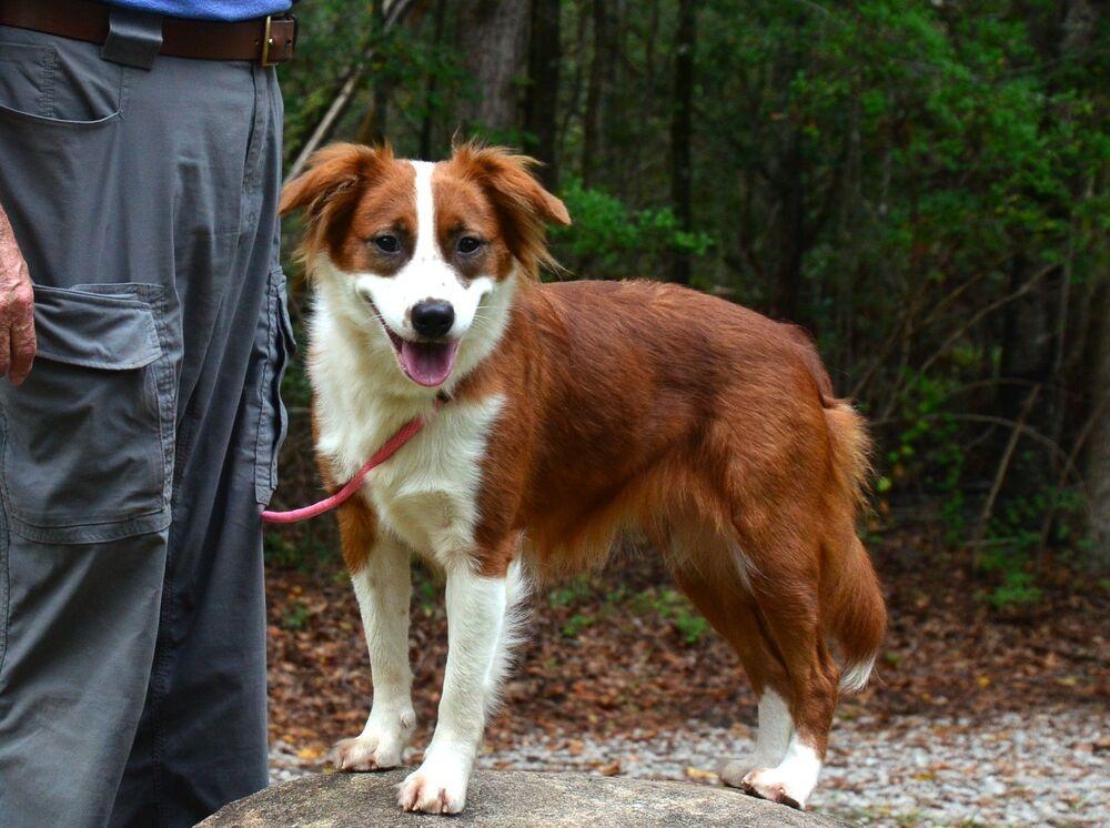 Enlarge Ruby, a Adoptable mixed breed in Willingboro, NJ image 4/6