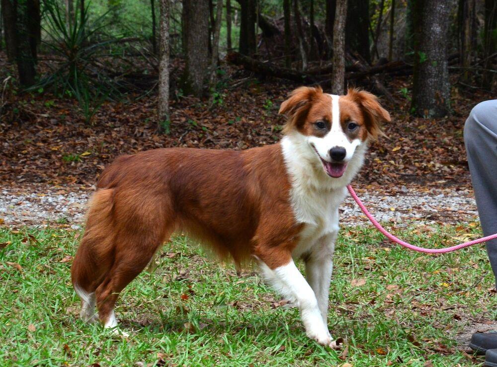Enlarge Ruby, a Adoptable mixed breed in Willingboro, NJ image 5/6