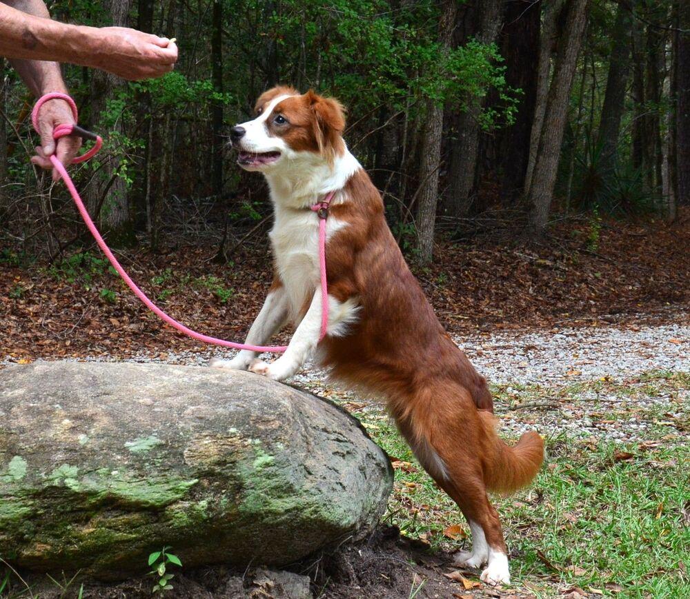 Enlarge Ruby, a Adoptable mixed breed in Willingboro, NJ image 6/6