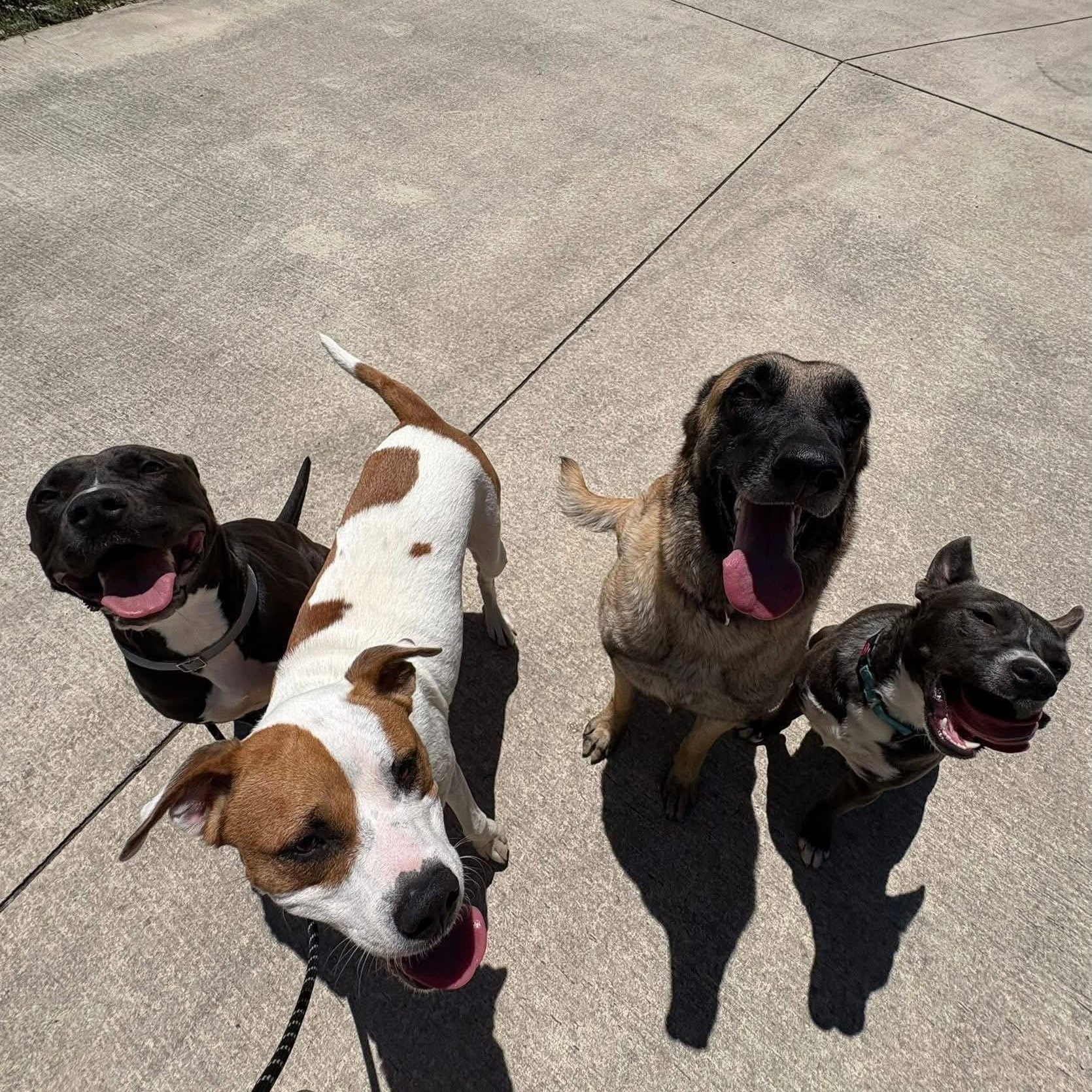 Noelle, a Adoptable mixed breed in Williston, VT image 4/4