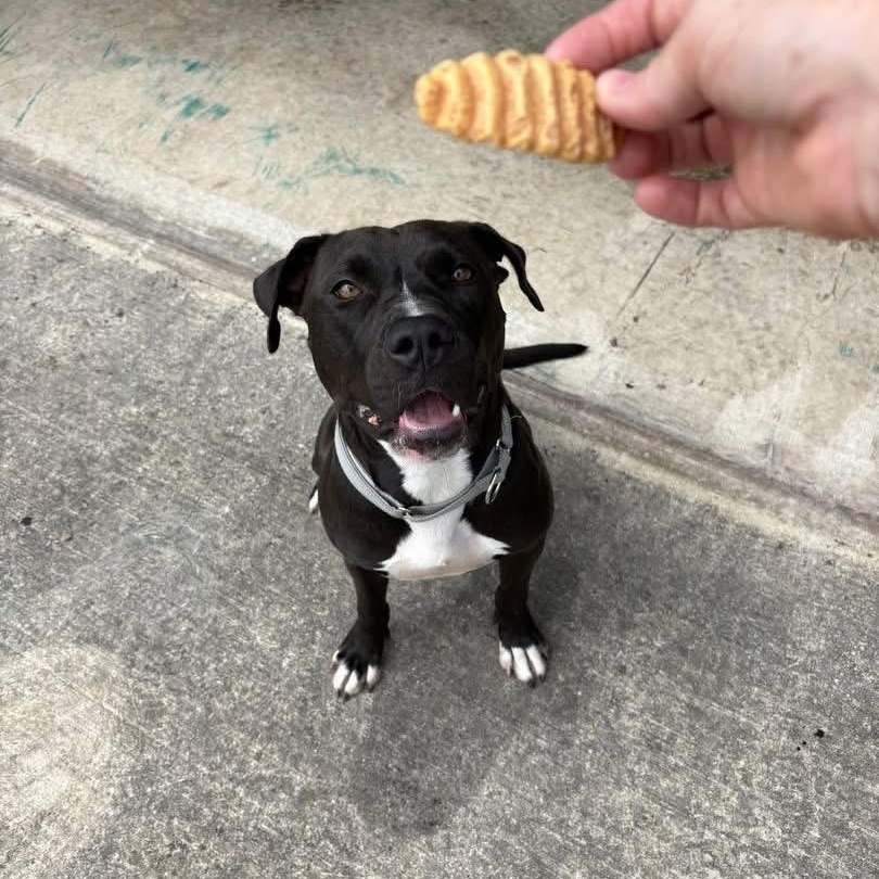 Noelle, a Adoptable mixed breed in Williston, VT image 1/4