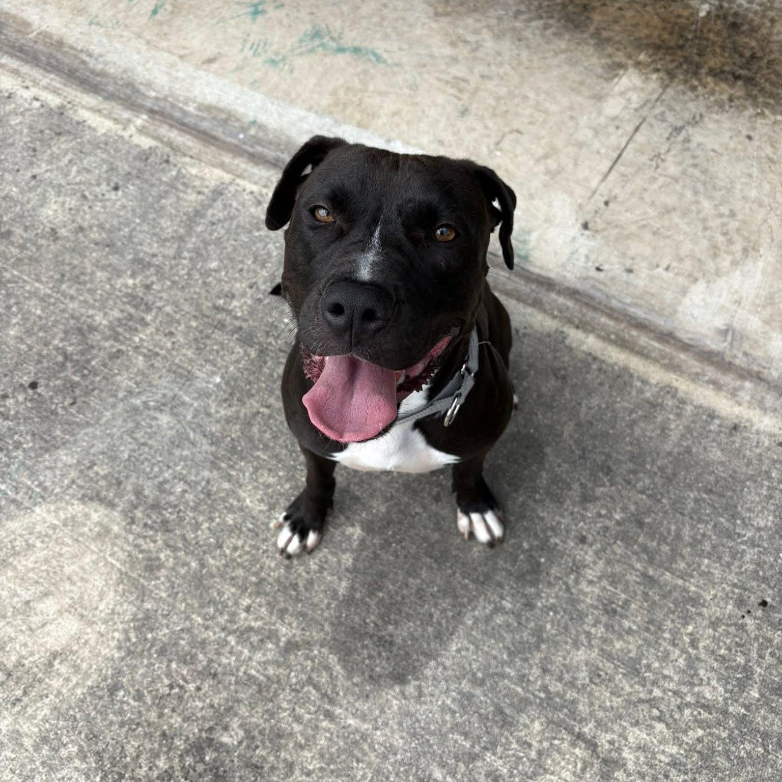 Noelle, a Adoptable mixed breed in Williston, VT image 2/4