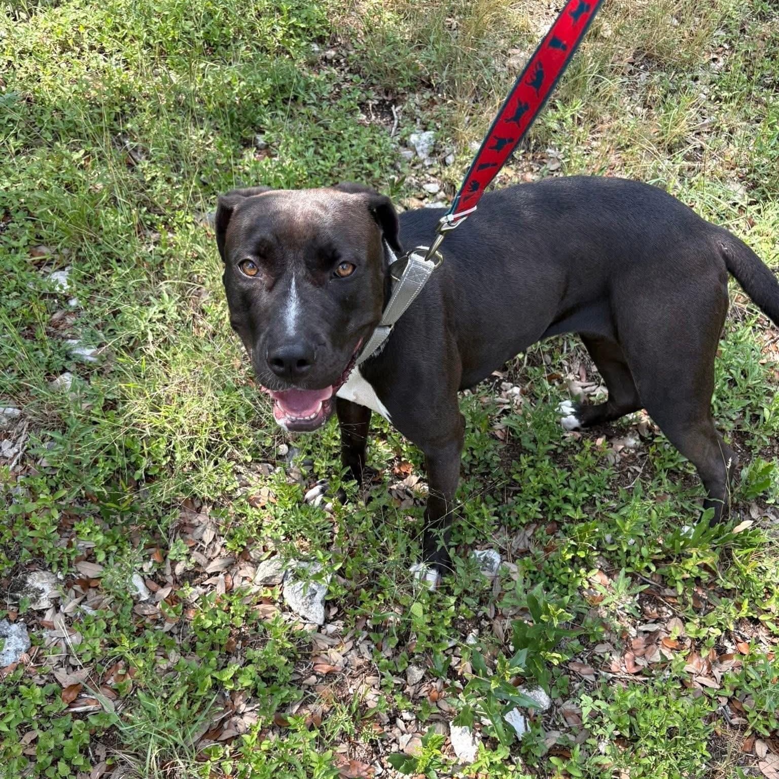 Noelle, a Adoptable mixed breed in Williston, VT image 3/4