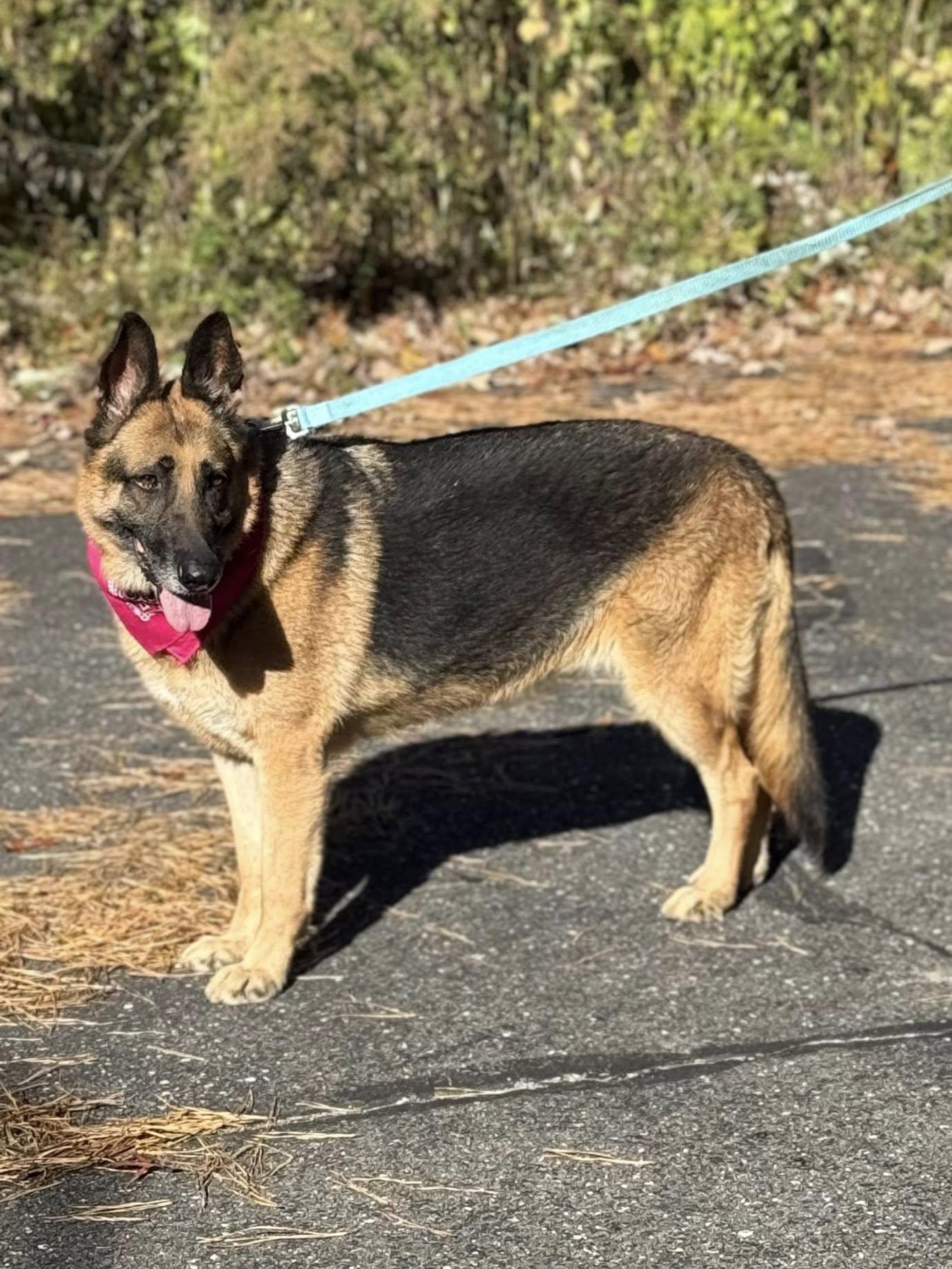 Enlarge Ayani, a Adopted German Shepherd Dog in Old Westbury, NY image 2/5