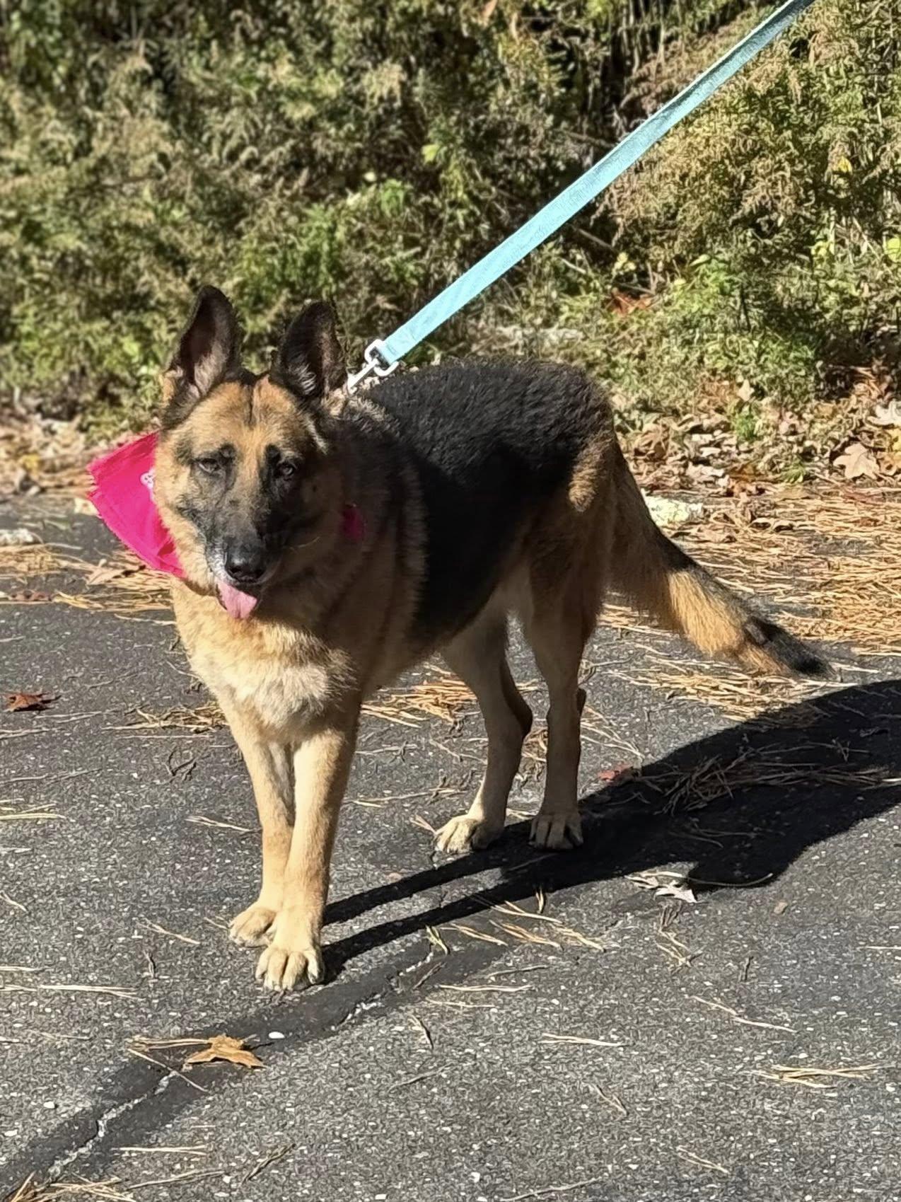 Enlarge Ayani, a Adopted German Shepherd Dog in Old Westbury, NY image 3/5