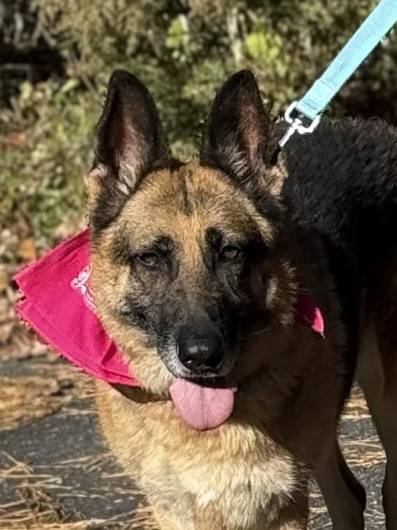 Enlarge Ayani, a Adopted German Shepherd Dog in Old Westbury, NY image 4/5
