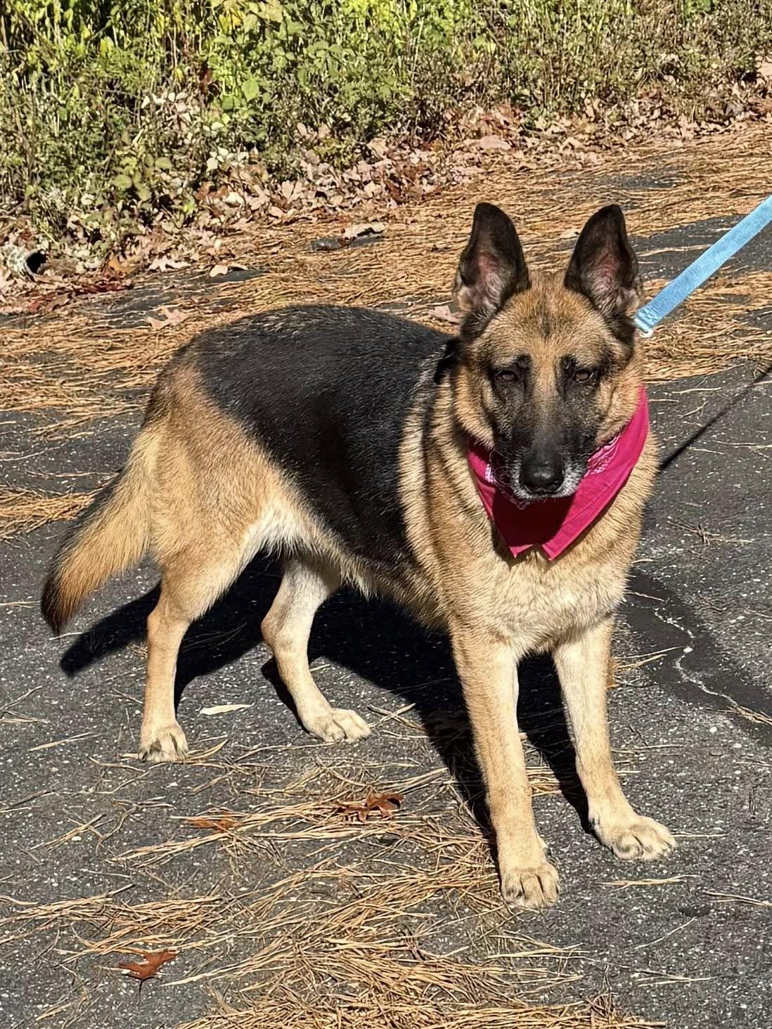 Enlarge Ayani, a Adopted German Shepherd Dog in Old Westbury, NY image 5/5