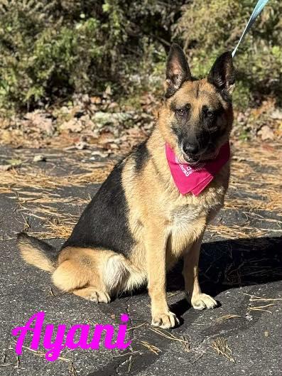 Enlarge Ayani, a Adopted German Shepherd Dog in Old Westbury, NY image 1/5