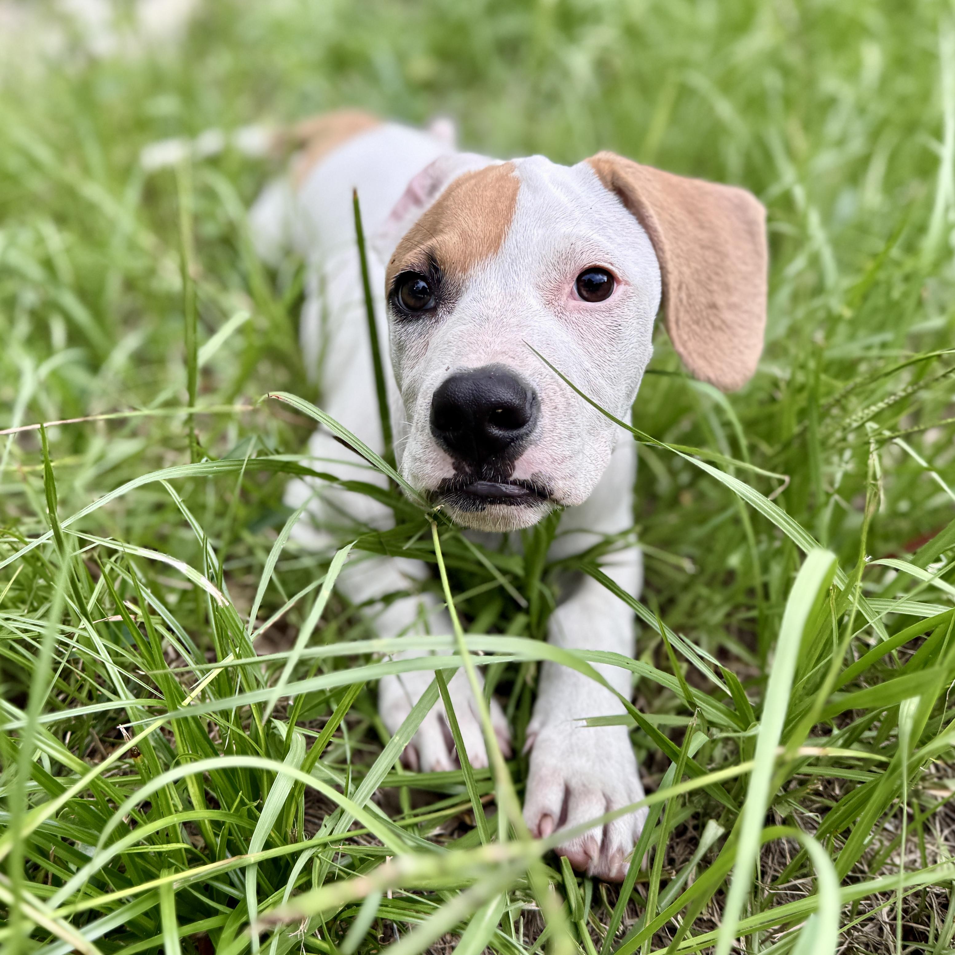 Enlarge Spike, a ADOPTABLE mixed breed in Deltona, FL image 2/6