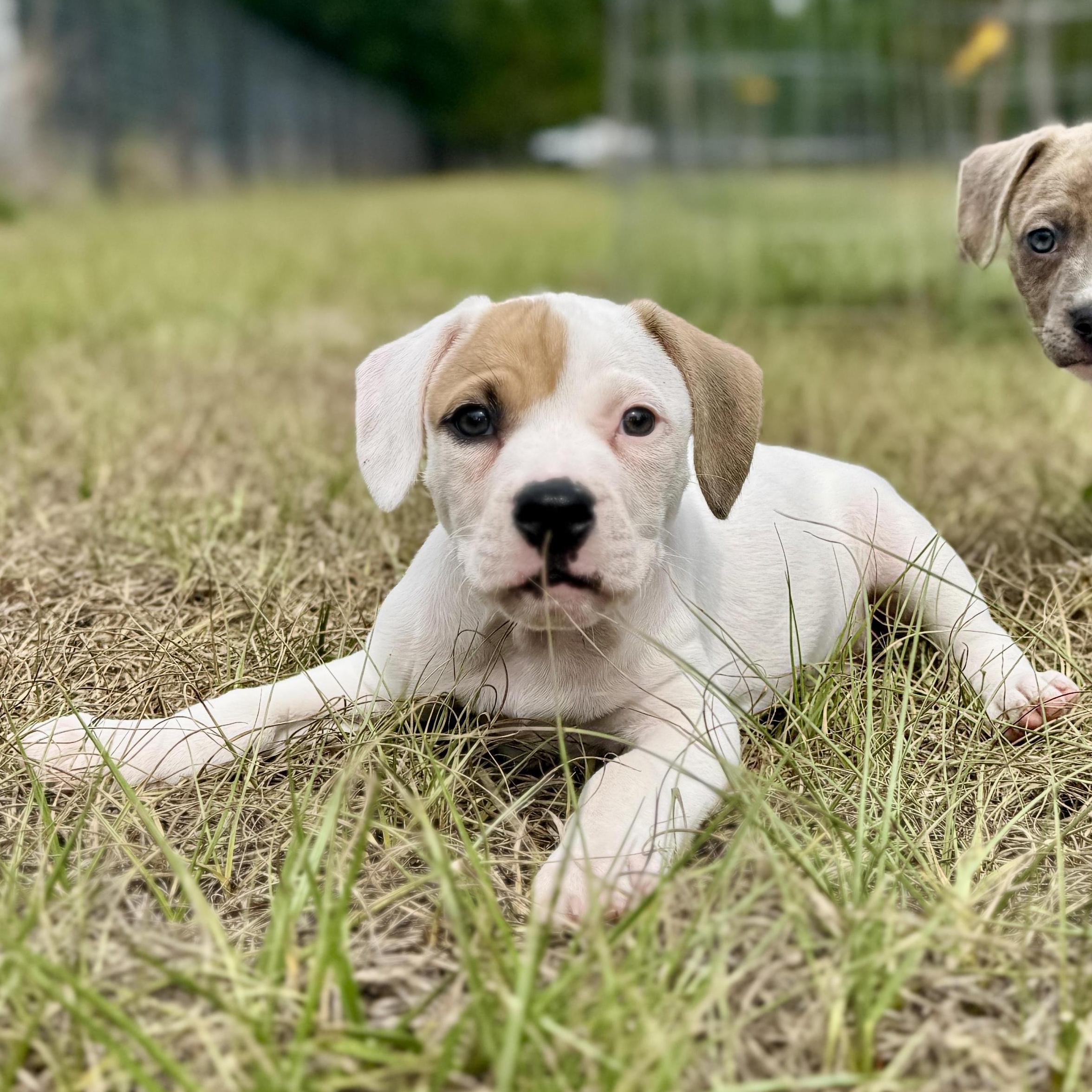 Enlarge Spike, a ADOPTABLE Mixed Breed in Deltona, FL image 2/6