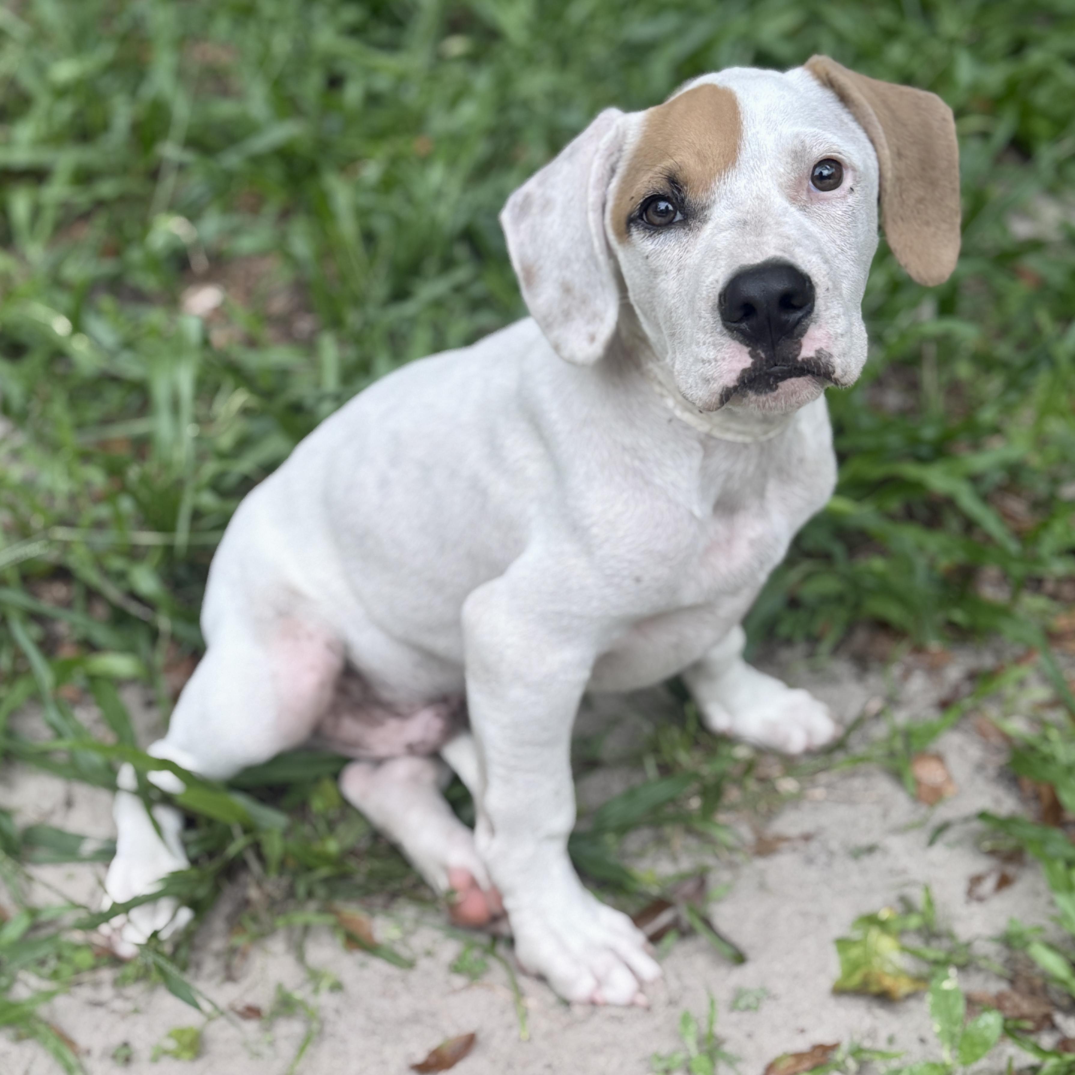 Enlarge Spike, a ADOPTABLE mixed breed in Deltona, FL image 4/6