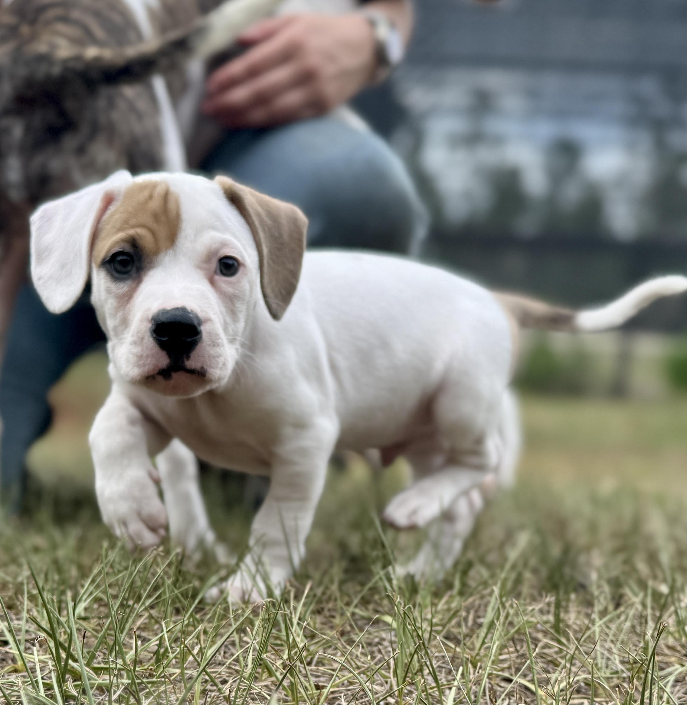 Enlarge Spike, a ADOPTABLE Mixed Breed in Deltona, FL image 1/6