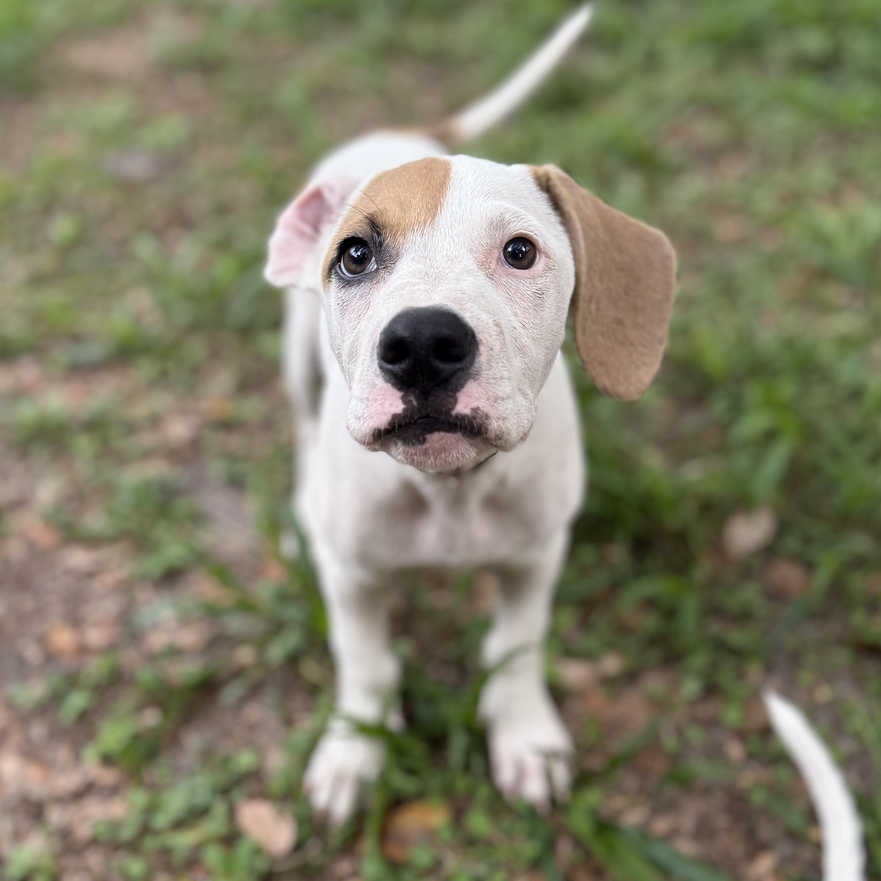 Enlarge Spike, a ADOPTABLE mixed breed in Deltona, FL image 6/6