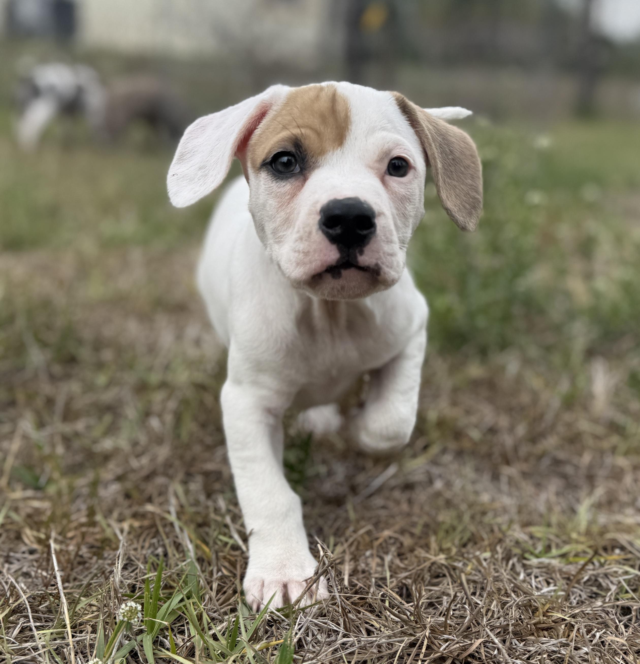 Enlarge Spike, a ADOPTABLE Mixed Breed in Deltona, FL image 3/6