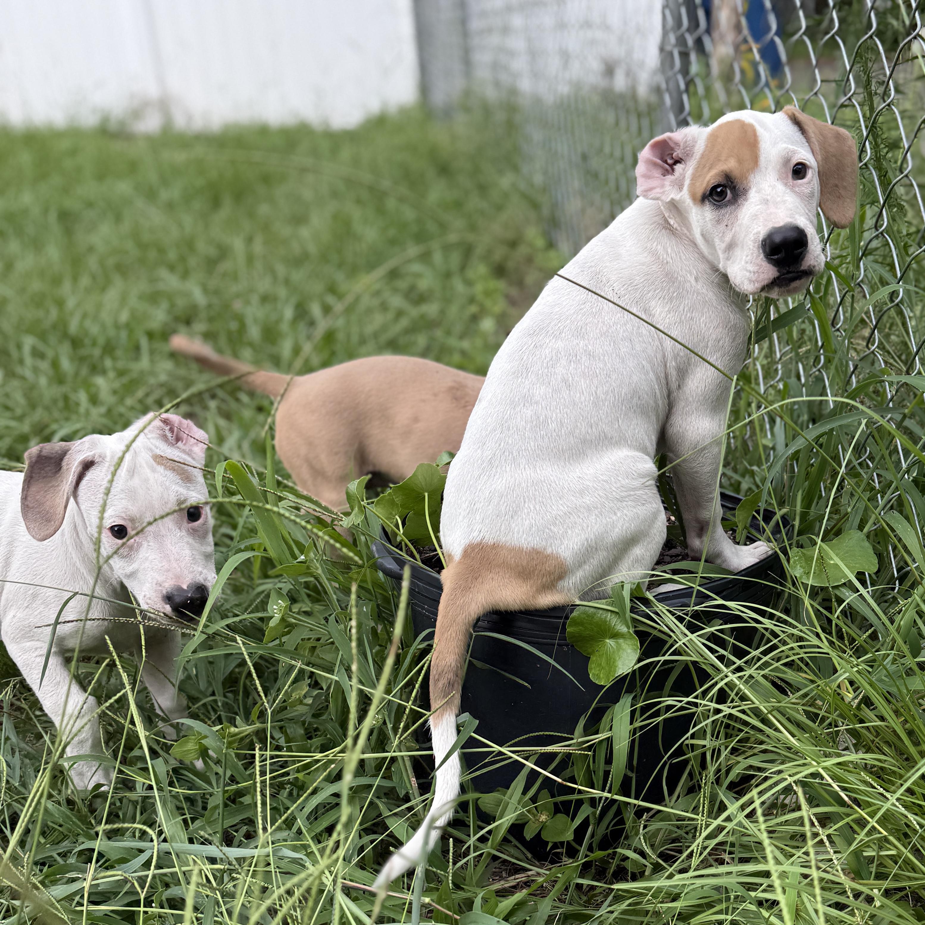 Enlarge Spike, a ADOPTABLE mixed breed in Deltona, FL image 3/6