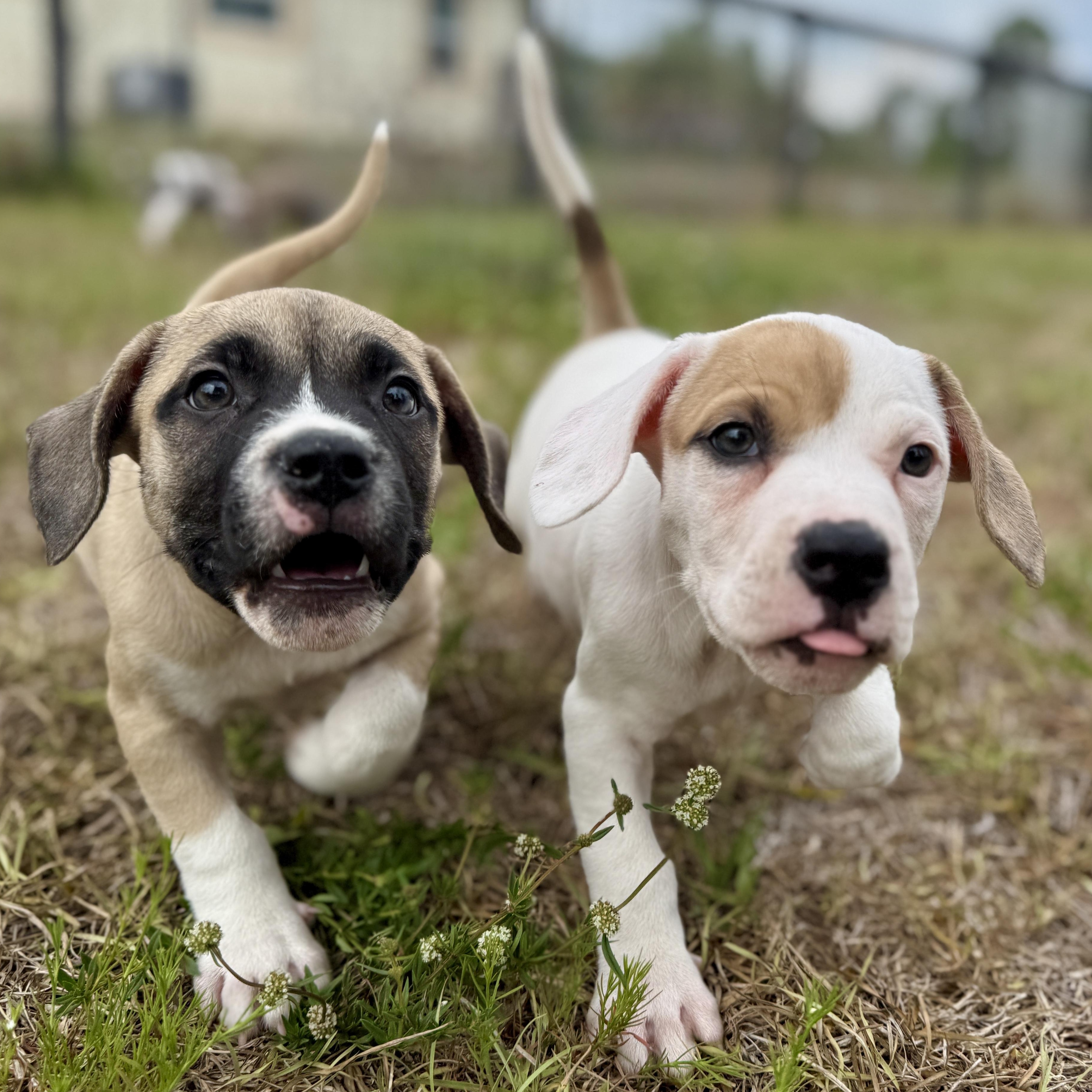Enlarge Spike, a ADOPTABLE Mixed Breed in Deltona, FL image 6/6