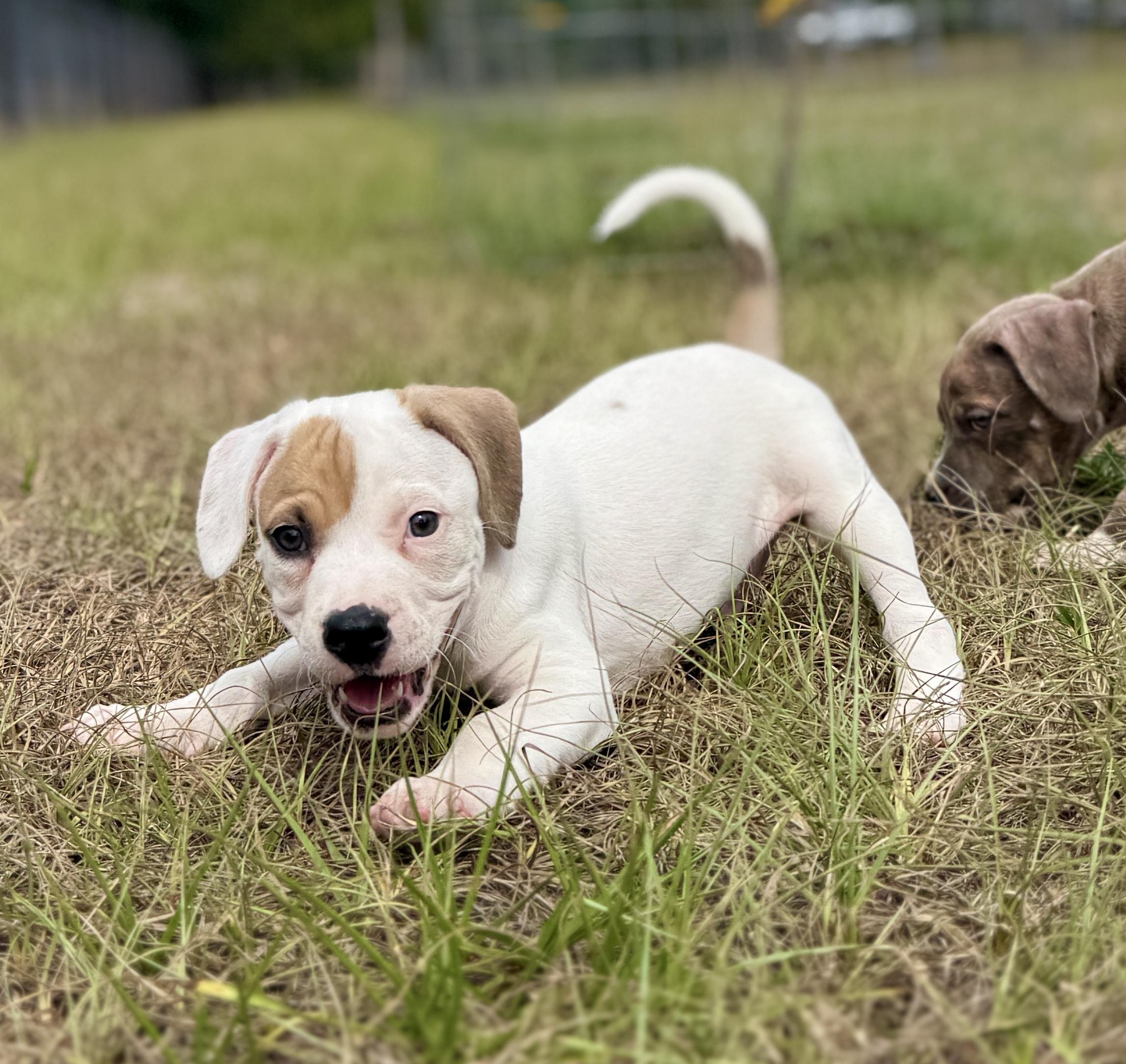 Enlarge Spike, a ADOPTABLE Mixed Breed in Deltona, FL image 4/6