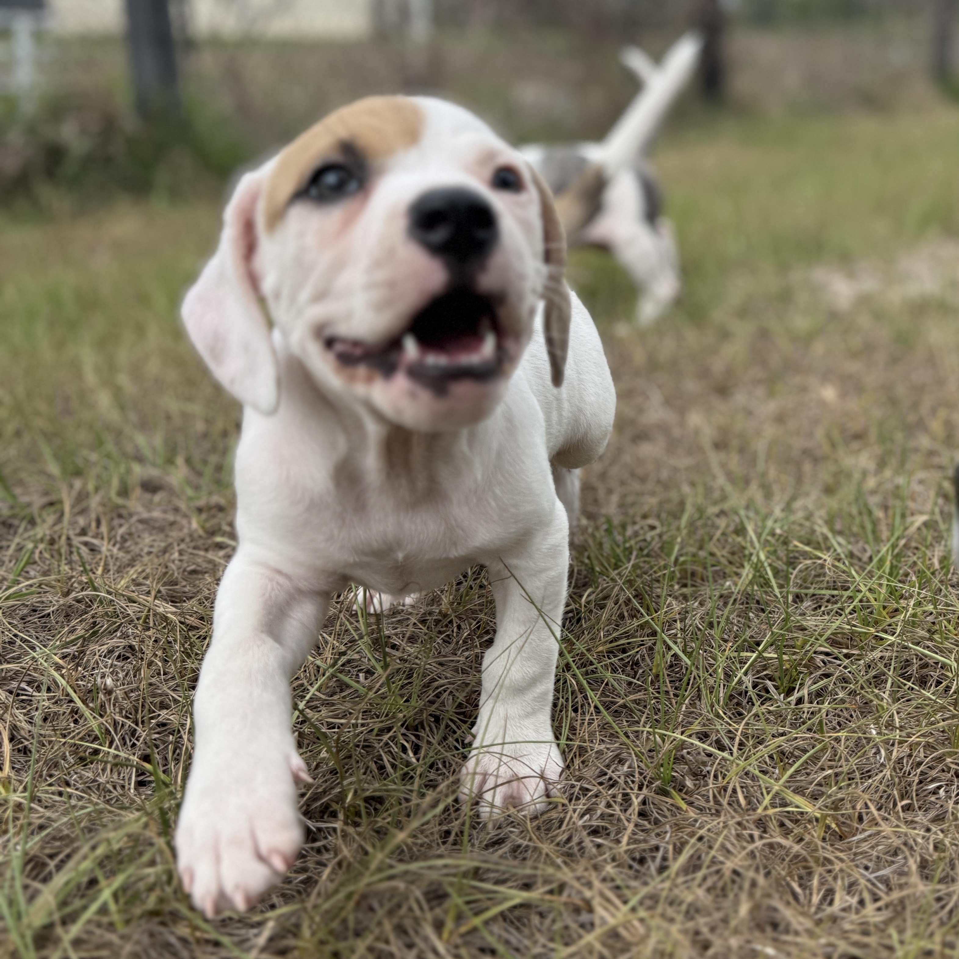 Enlarge Spike, a ADOPTABLE Mixed Breed in Deltona, FL image 5/6