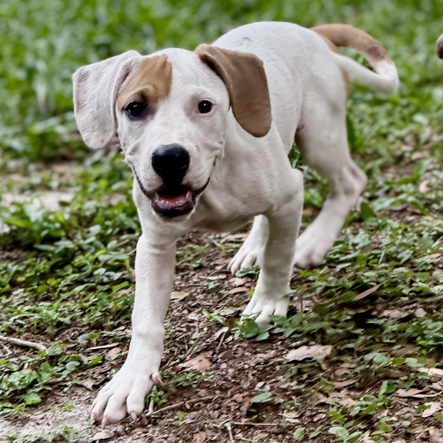 Spike, ADOPTABLE, Puppy Male Mixed Breed.