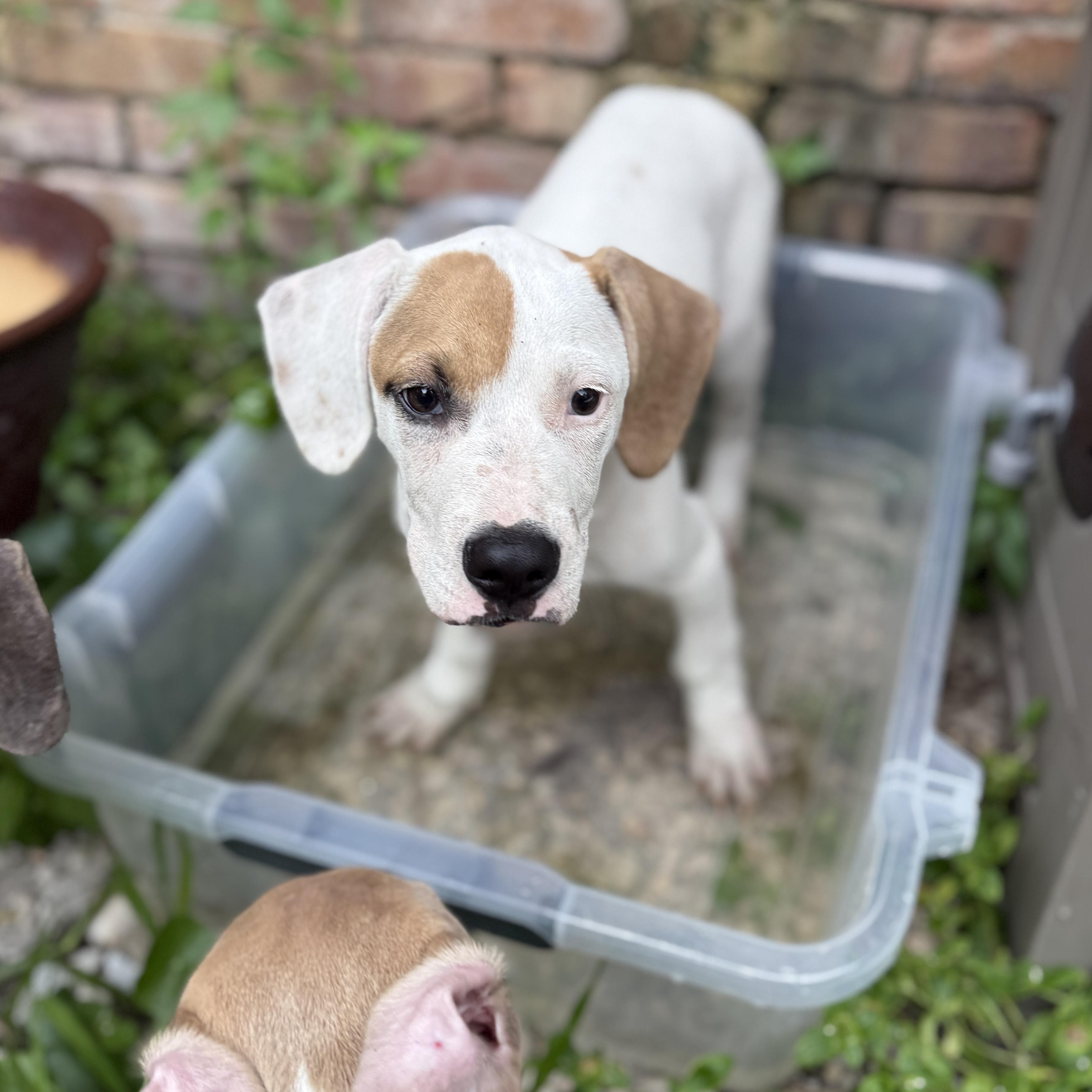 Enlarge Spike, a ADOPTABLE mixed breed in Deltona, FL image 5/6