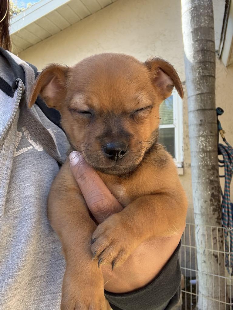 Enlarge HENRY, a Adoptable mixed breed in Largo, FL image 5/6