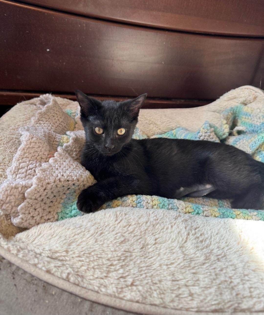 Enlarge Raven, a Adopted Domestic Short Hair in Staten Island, NY image 1/3