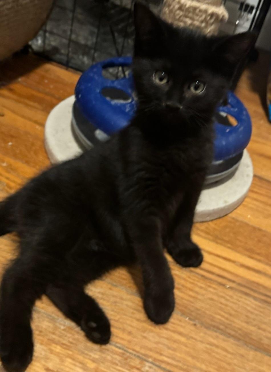 Enlarge Raven, a Adopted Domestic Short Hair in Staten Island, NY image 2/3