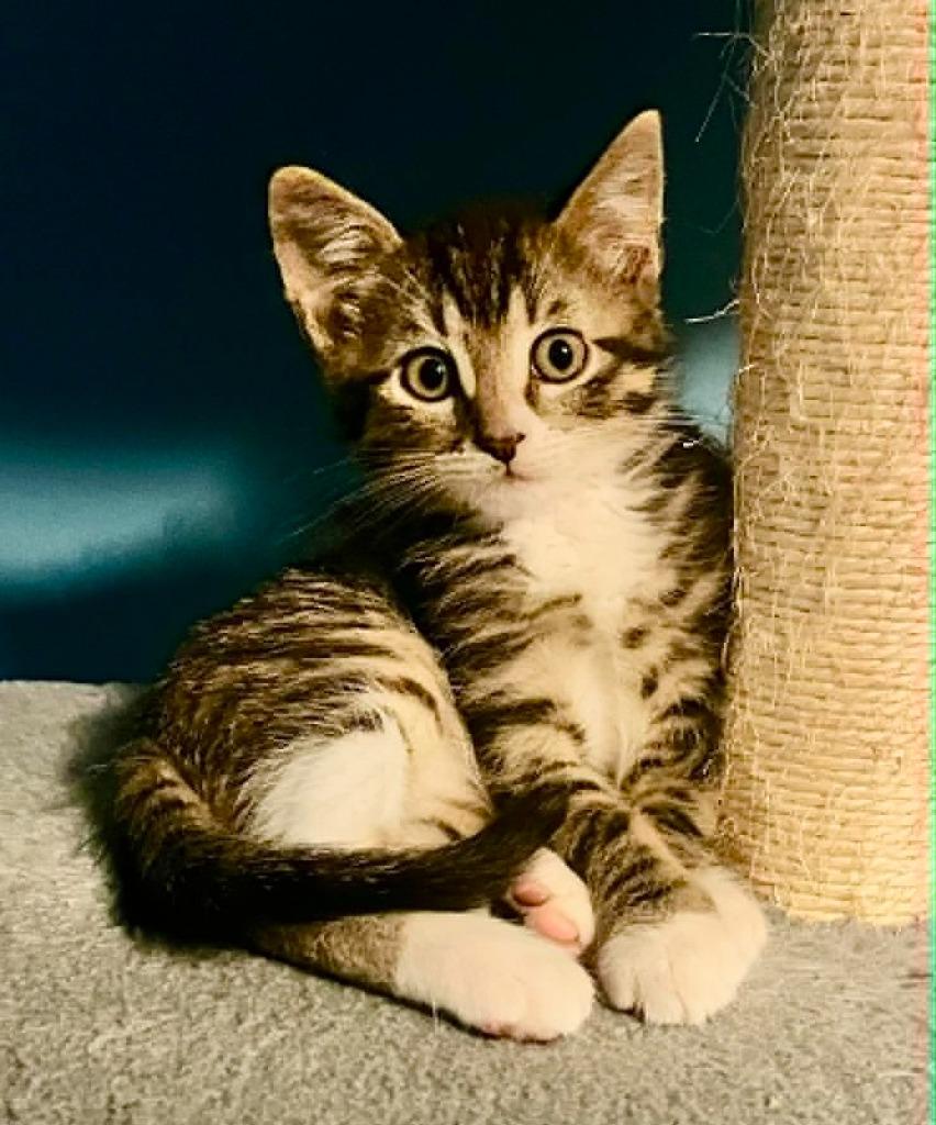 Joe (Bonded with Gus), Adoptable, Kitten Male Domestic Medium Hair.