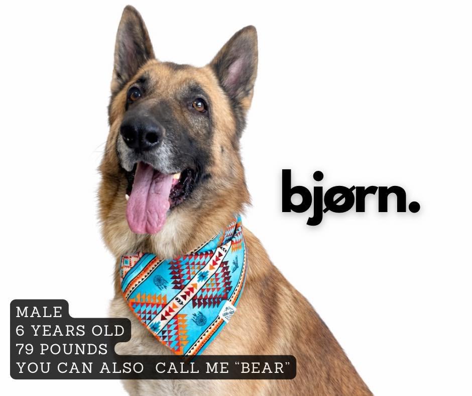 Bjorn, Adoptable, Adult Male Mixed Breed.