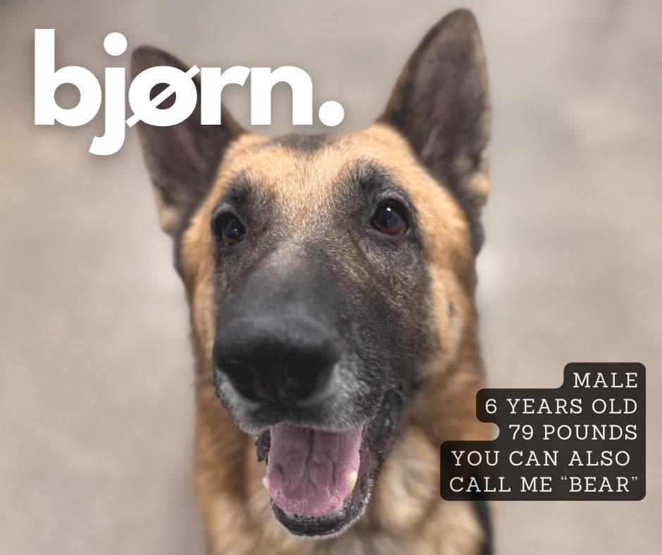 Enlarge Bjorn, a Adoptable Affenpinscher in Ashland, KY image 1/1