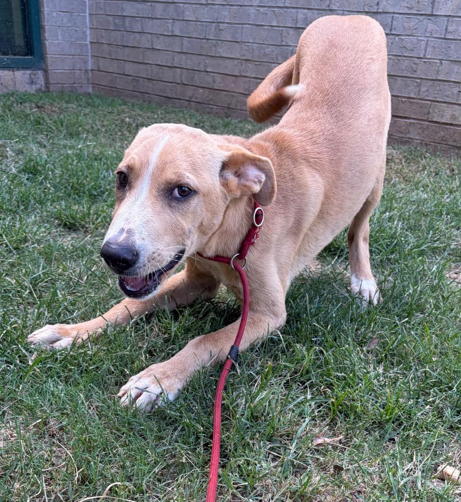 Artie, a Adoptable mixed breed in Little Rock, AR image 1/3