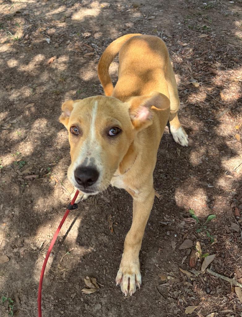 Artie, a Adoptable mixed breed in Little Rock, AR image 2/3